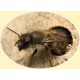 Mason Bees